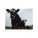 Curious Cows 2 Poster posters by threesalamanders Curious Cows 2 Poster posters
