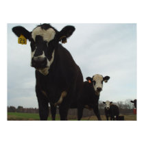 Curious Cows 2 Poster posters
