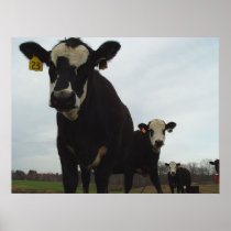 Curious Cows 2 Poster
