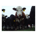 Curious Cows 3 Poster posters by threesalamanders Curious Cows 3 Poster posters