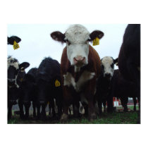 Curious Cows 3 Poster posters