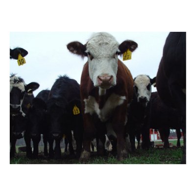 Curious Cows 3 Poster by threesalamanders