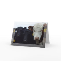 Curious Cows 9 Card