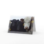 Curious Cows 9 Card