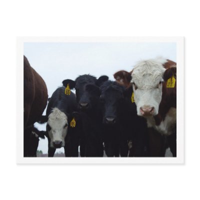 Curious Cows 9 Postcard by threesalamanders