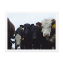 Curious Cows 9 Postcard by threesalamanders Curious Cows 9 Postcard