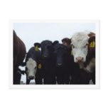 Curious Cows 9 Postcard