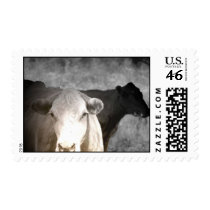 Curious Cows Stamp