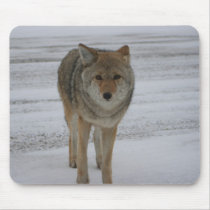 Curious Coyote mousepads