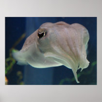 Curious Cuttlefish Poster