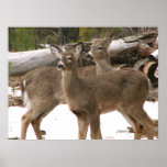 Curious Deer posters