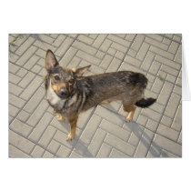 Curious Dog cards by jherrin Curious Dog cards