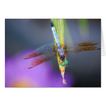 Curious Dragonfly Poem - card