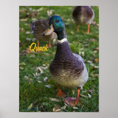 Curious Duck