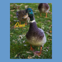 Curious Duck Poster posters