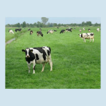 Curious Dutch Dairy Cows Poster Print Gifts posters