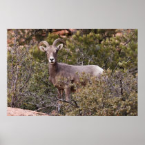 Curious Ewe Print