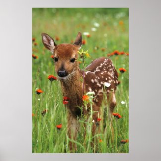 Curious Fawn Posters