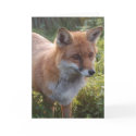 Curious Fox cards by ApeArt Curious Fox cards