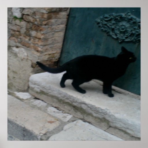 Curious French Black Cat Nice France Print Posters Zazzle