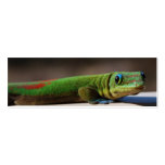 Curious Gecko  bookmark Business Card Template