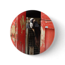 Curious Goat Pinback Buttons