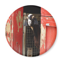 Curious Goat Refrigerator Magnets
