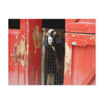 Curious Goat Postcard