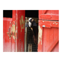 Curious Goat Poster