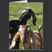 Curious Goats cards