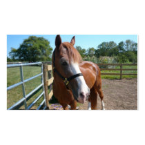 Curious Horse Business Card Template
