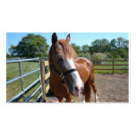 Curious Horse Business Card Template
