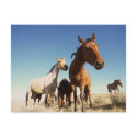 Curious Horse postcards