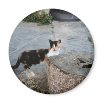 Curious Katrina Magnet