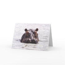 Curious Keeboko (Hippo) cards
