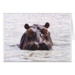 Curious Keeboko (Hippo) Greeting Card