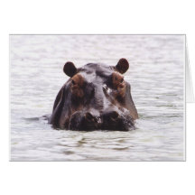 Curious Keeboko (Hippo) Greeting Card