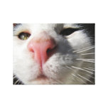 Curious Kitty Gallery Wrapped Canvas