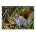 Curious Little Beggar cards