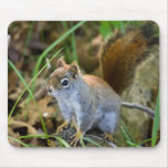 Curious Little Beggar Mouse Pad