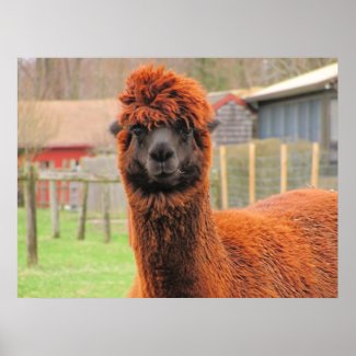 Curious Llama ~ print