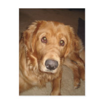 Curious Magellan Post Card