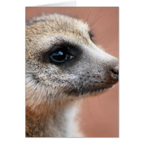 Curious Meerkat Greeting Card