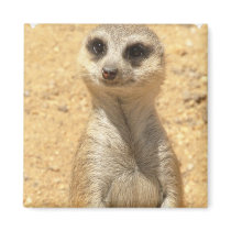 Curious Meerkat Square Magnet