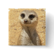 Curious Meerkat Square Pin