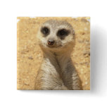 Curious Meerkat Square Pin