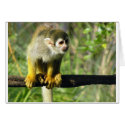 Curious Monkey Template cards