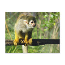 Curious Monkey Template postcards