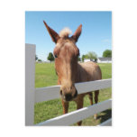 Curious Mule Postcard