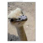 Curious ostrich card
